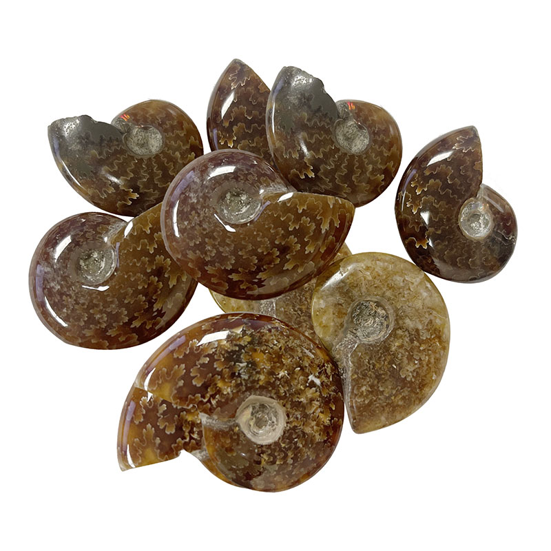 Ammonite « fougère » polie - Madagascar