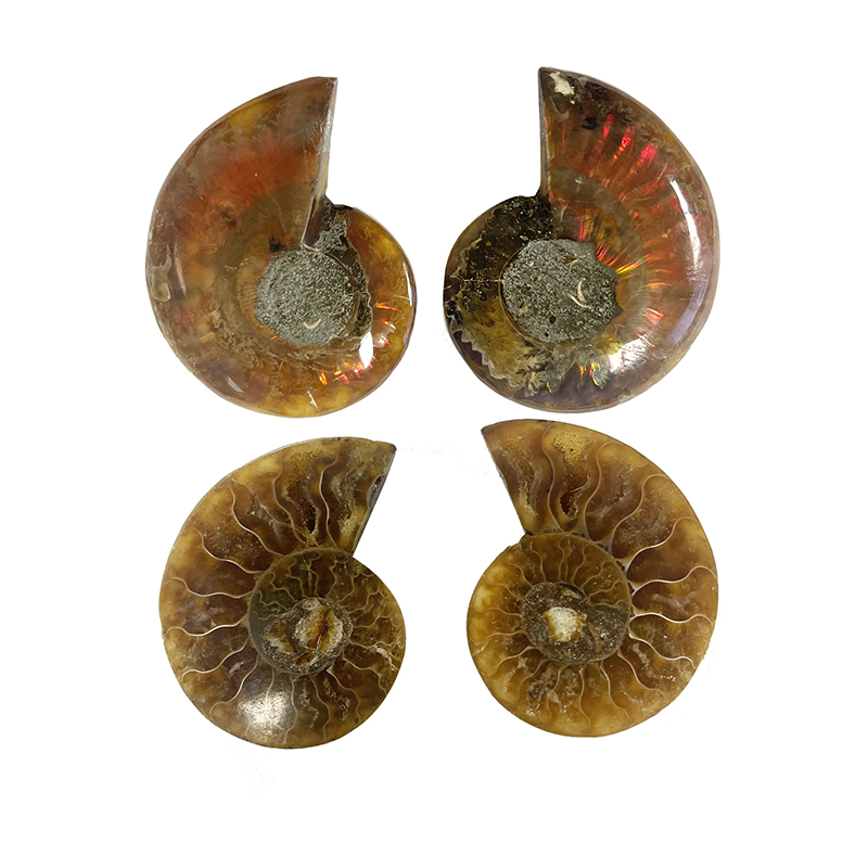 Ammonite sciée et polie - Madagascar - La paire