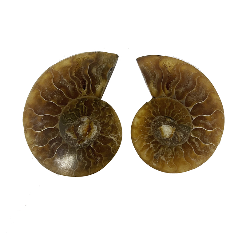 Ammonite sciée et polie - Madagascar - La paire