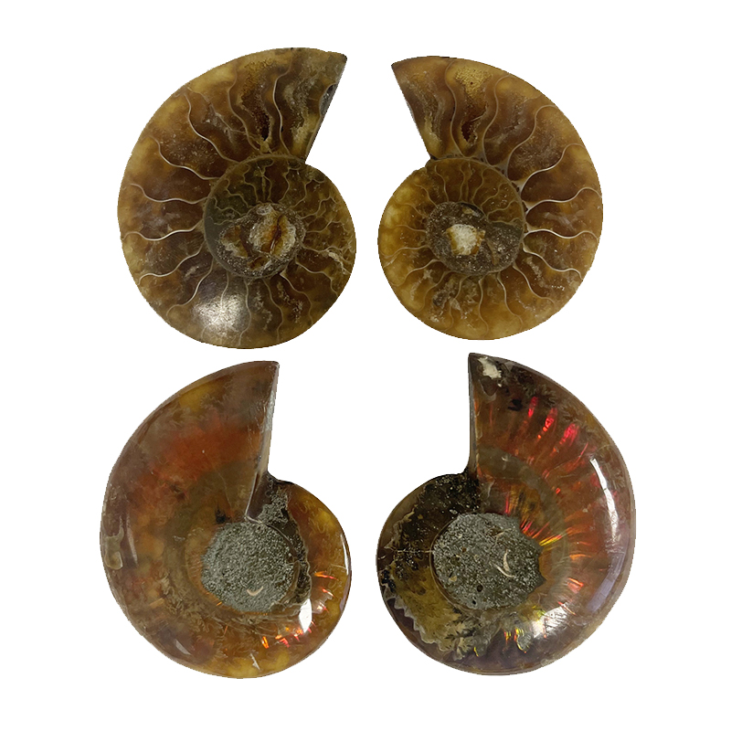 Ammonite sciée et polie - Madagascar - La paire