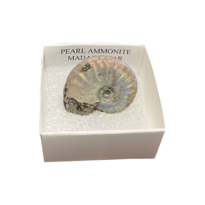 Ammonite nacrée - Madagascar - la pièce