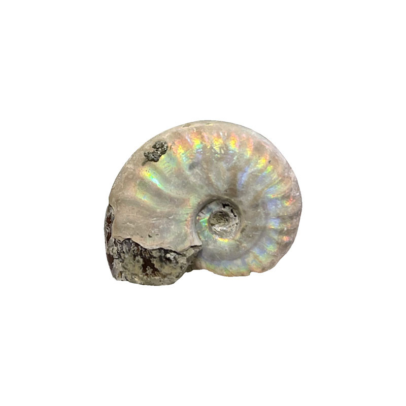 Ammonite nacrée - Madagascar - la pièce