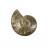 Ammonite toute polie