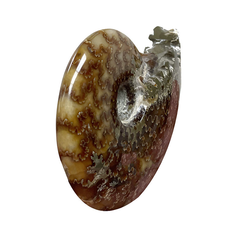 Ammonite cleoniceras  - Madagascar - la pièce