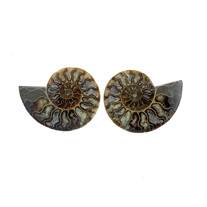 Ammonite sciée et polie (Madagascar)