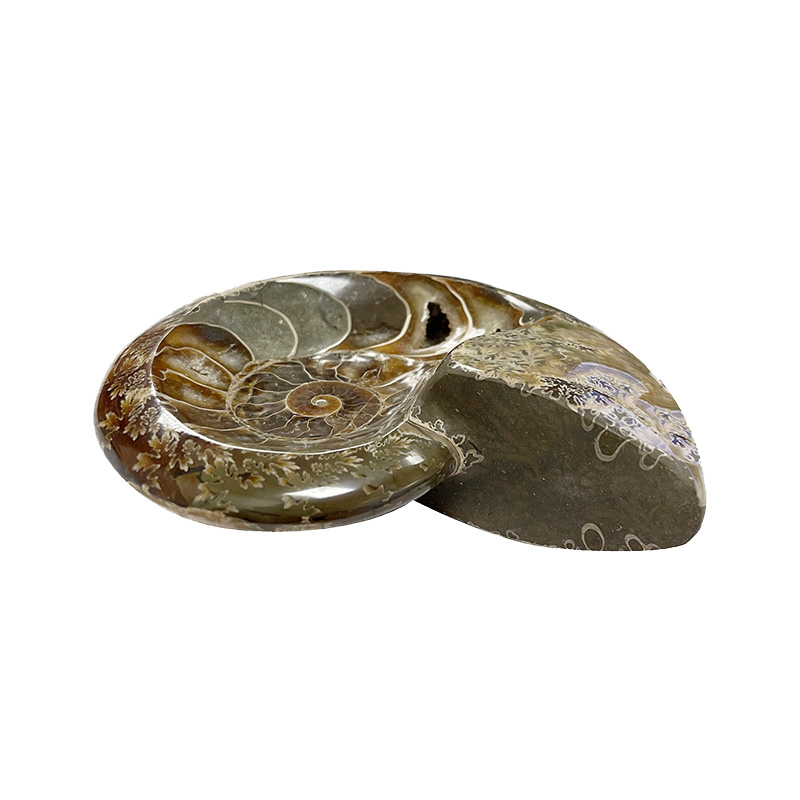 Cendrier vide poche - Ammonite - La pièce