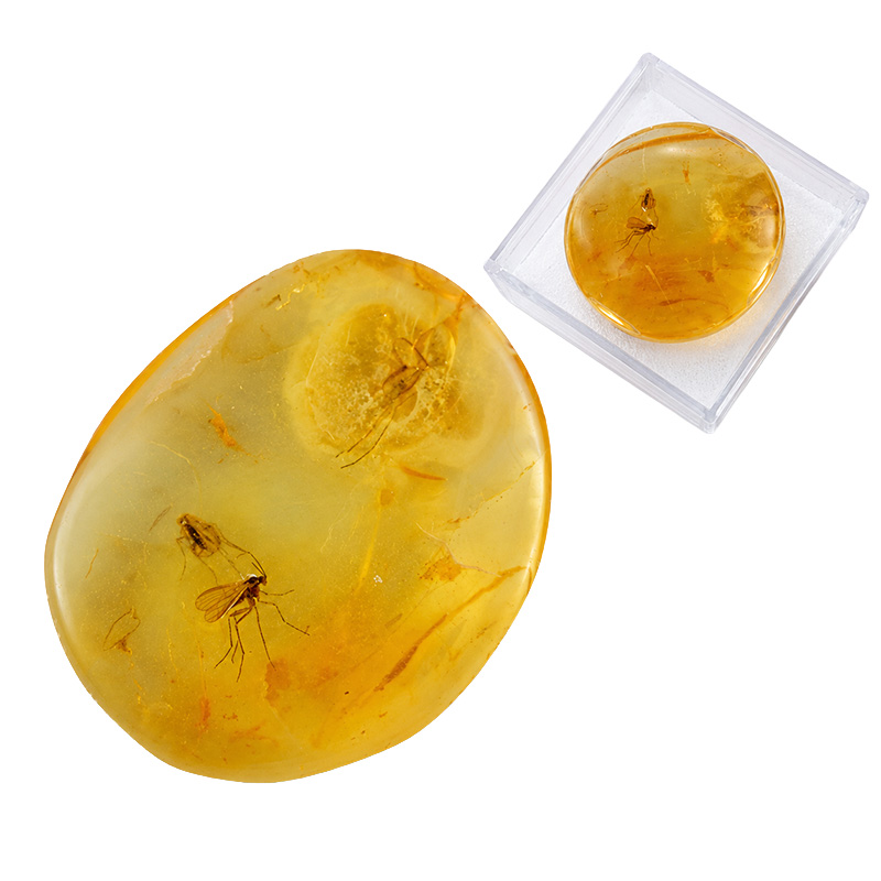 Ambre de la baltique avec insectes fossiles