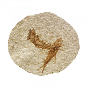 Fossile poisson sur plaque de grès - Wyoming U.S.A - la pièce