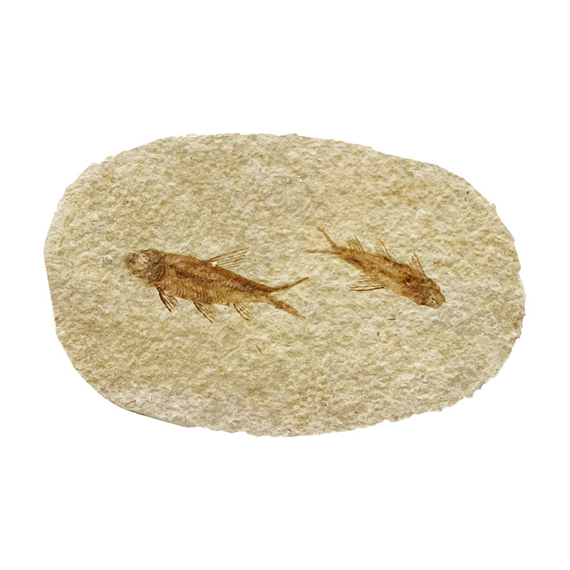 Fossile poisson sur plaque de grès - Wyoming U.S.A - la pièce