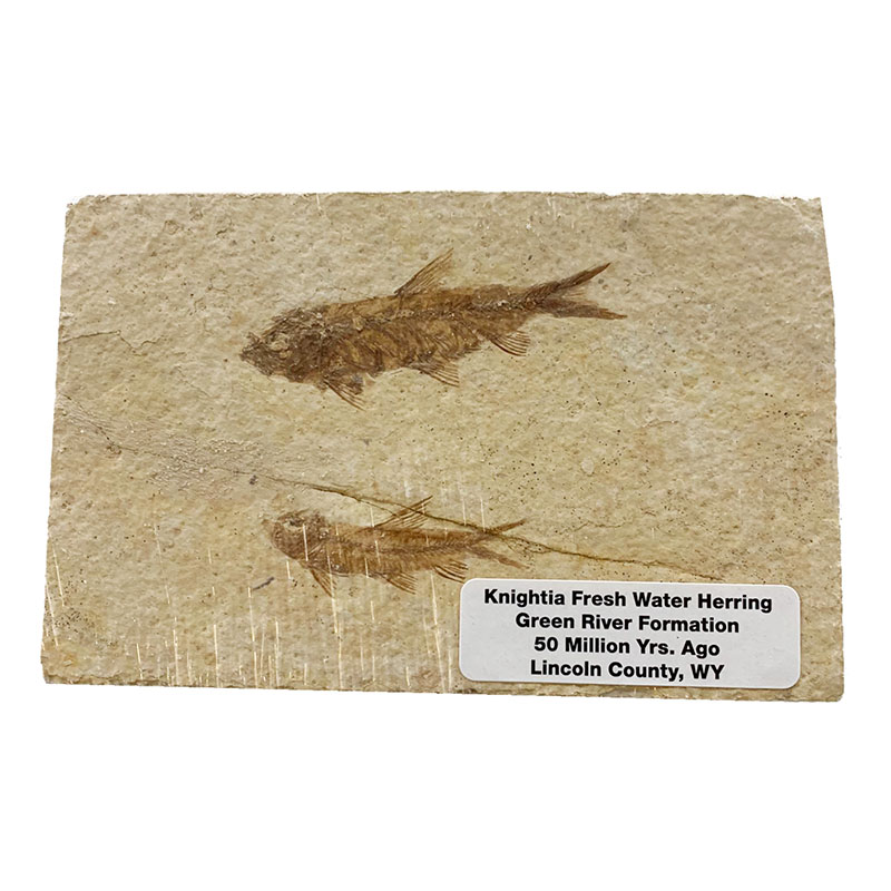 Fossile poisson sur plaque de grès - Wyoming U.S.A - la pièce