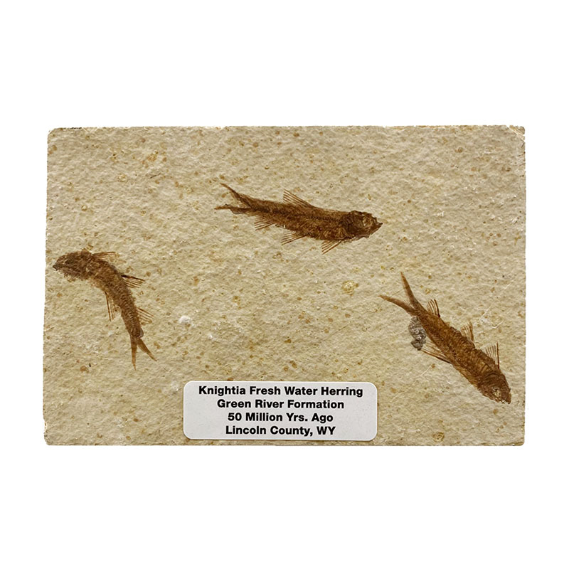 Fossile poisson sur plaque de grès - Wyoming U.S.A - la pièce