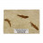 Fossile poisson sur plaque de grès - Wyoming U.S.A - la pièce