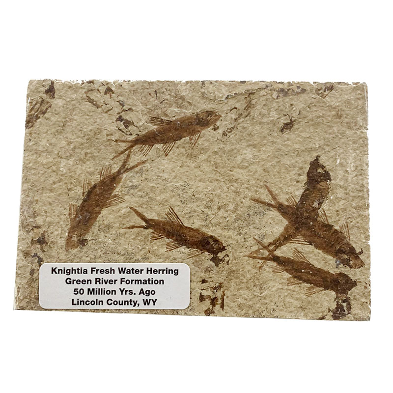 Fossile poisson sur plaque de grès - Wyoming U.S.A - la pièce