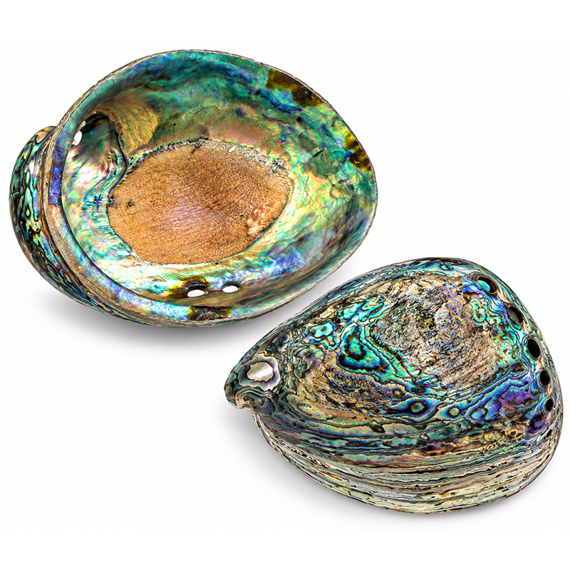 Pawa Shell - Coquille d'Ormeau naturelle