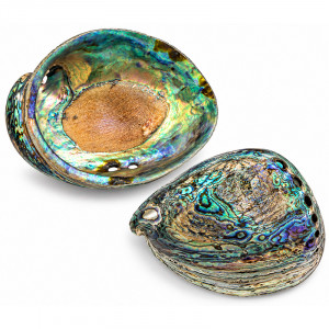 Pawa Shell - Coquille d'Ormeau naturelle