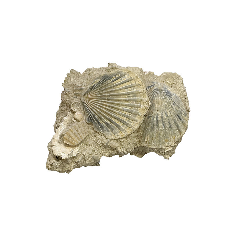 Pecten benedictus - France - La pièce