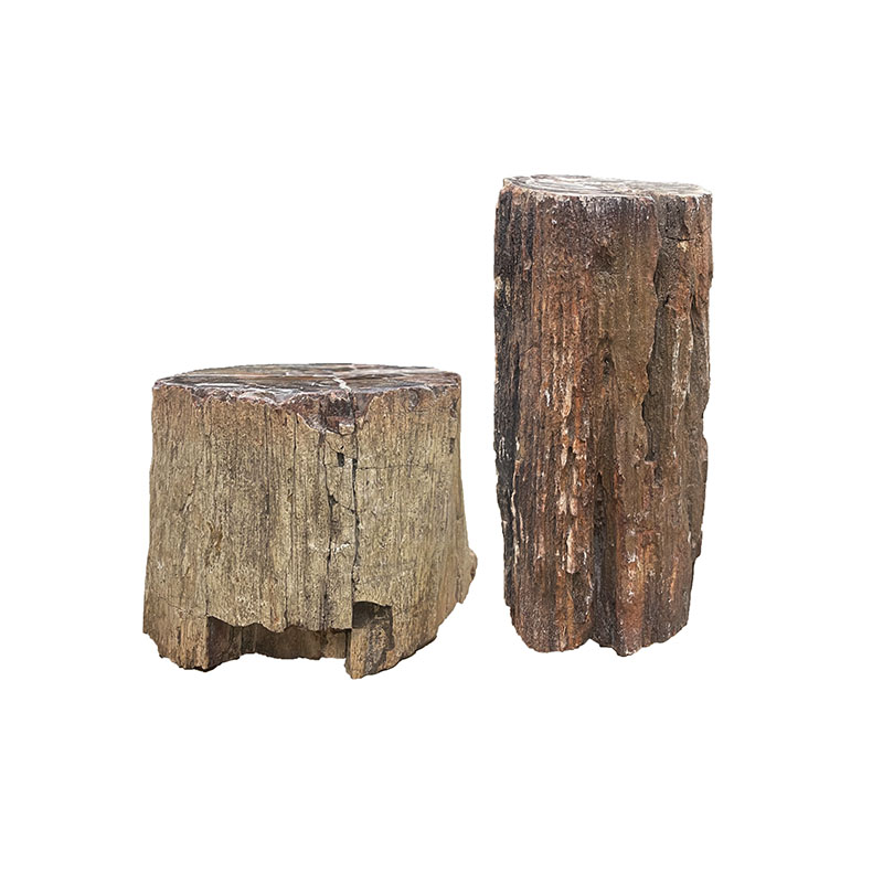 Troncs et branches bois fossile - La pièce