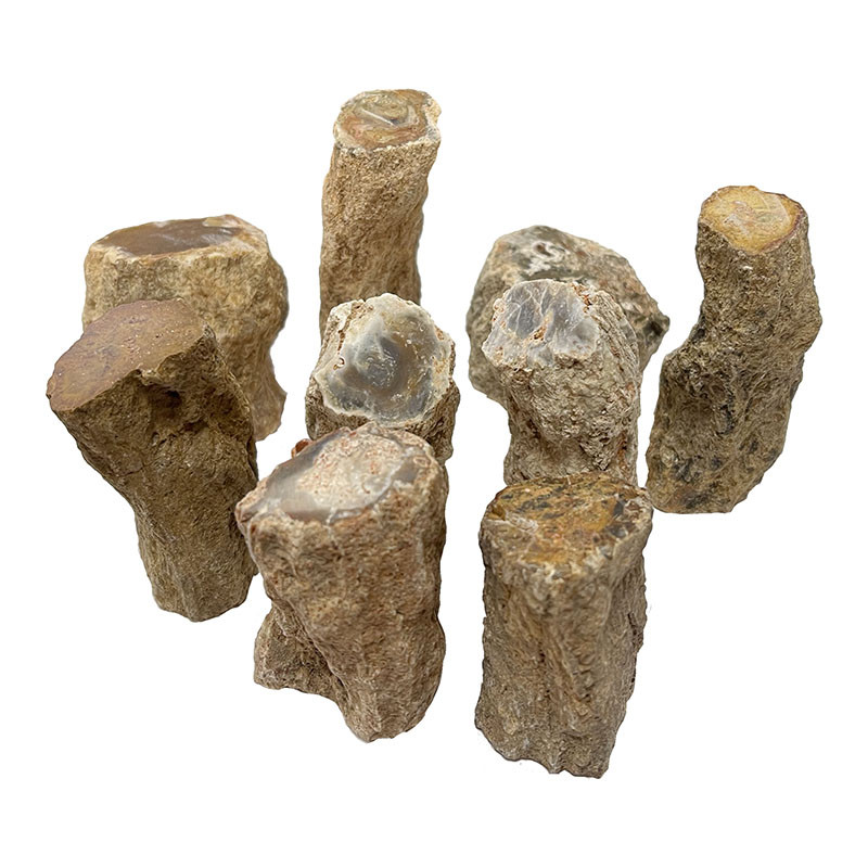 Troncs et branches bois fossile - le sachets de 1 kg
