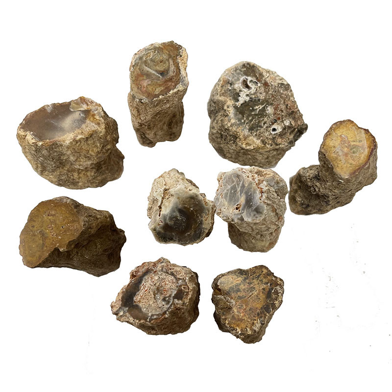 Troncs et branches bois fossile - le sachets de 1 kg