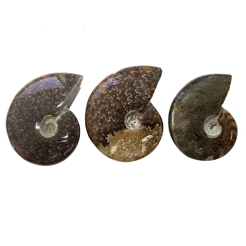 Ammonite « fougère » polie - Madagascar - Le lot de 3 pièces
