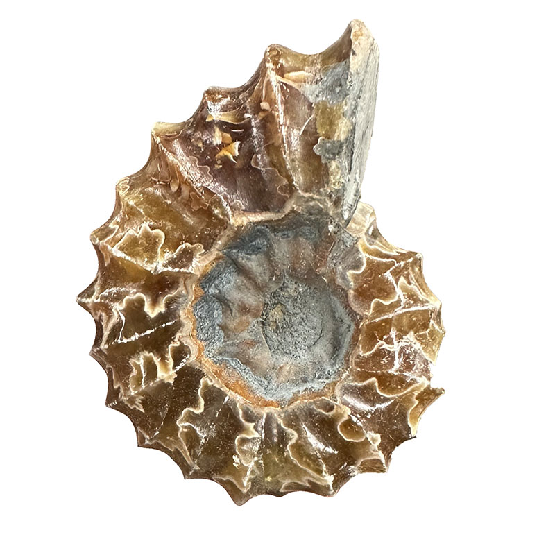 Ammonite tracteur douvilleiceras de Madagascar