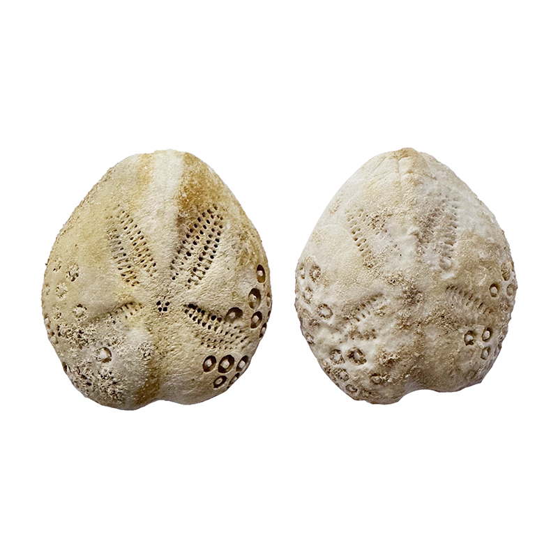 Oursins fossiles - Australie - la pièce