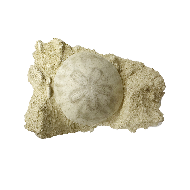 Oursin fossile scutella sur gangue de faluns - la pièce