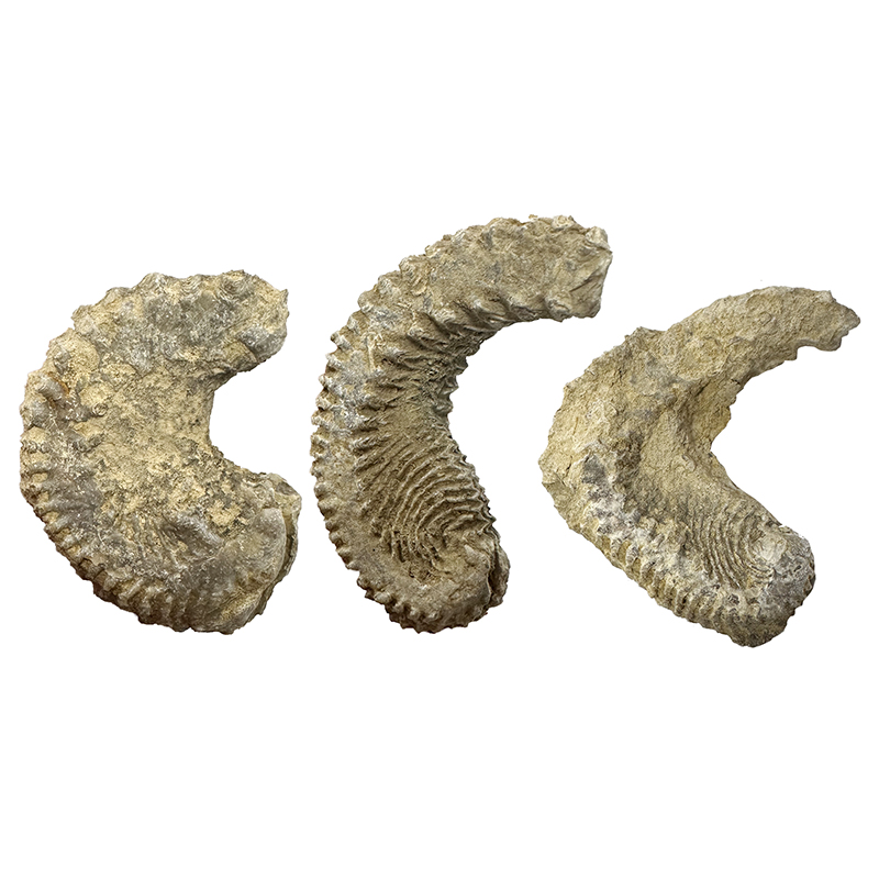 Fossile de bivalve « Rastellum carinatum » - Madagascar - la pièce