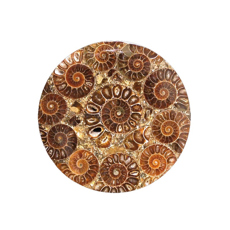 Plateau en ammonites de Madagascar