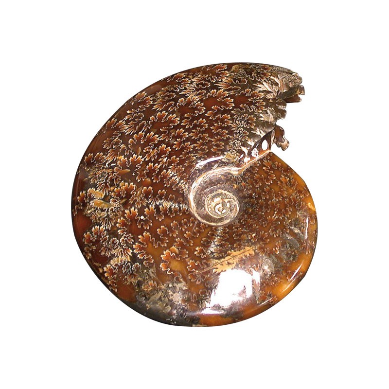 Ammonite « fougère » entière polie - Madagascar - la pièce