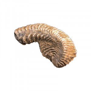 Fossile de bivalve « Rastellum carinatum » - Madagascar - la pièce