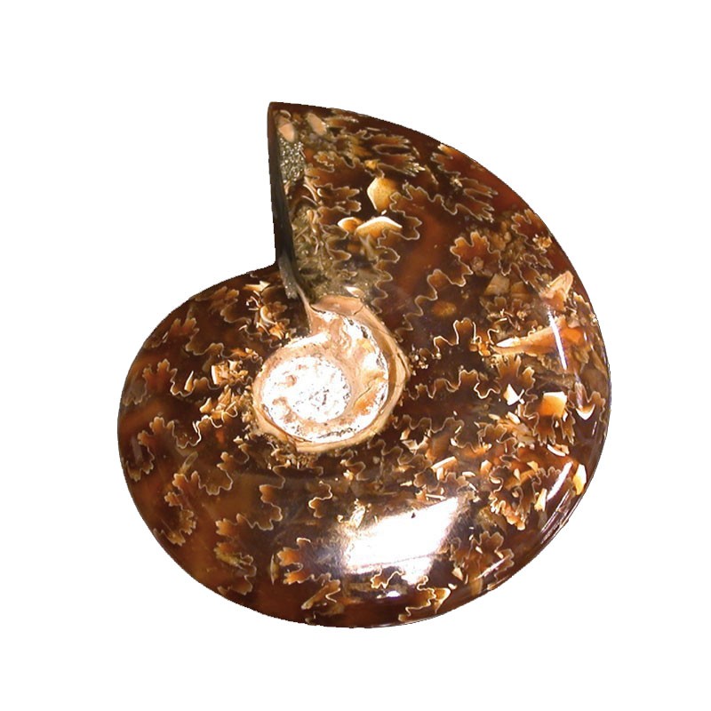 Ammonite « fougère » polie - Madagascar - la pièce