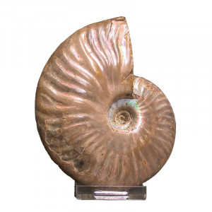 Ammonite nacrée semi-polie - Madagascar - la pièce