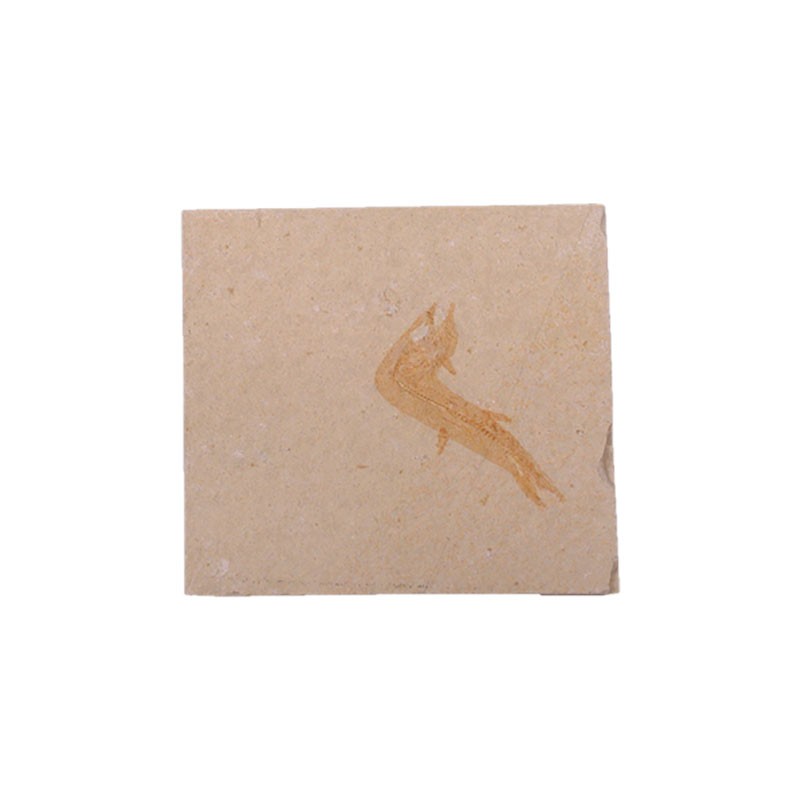 Poisson fossilisé - Solnhofen - la pièce