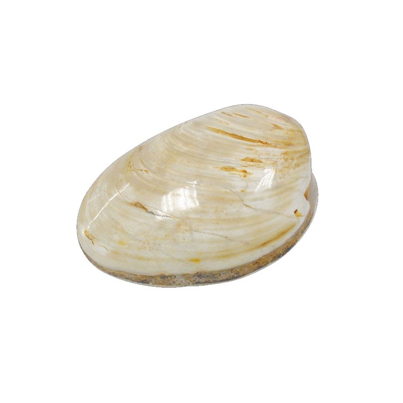 Bivalve clam fossile  Mercenaria