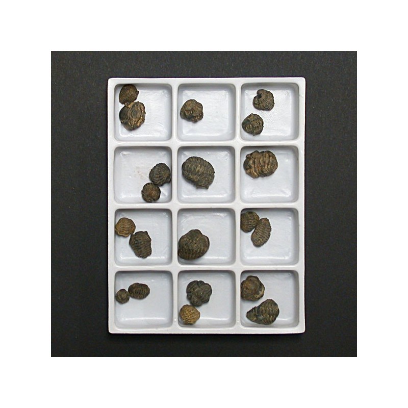 Trilobites Phacops lot de 20 pcs