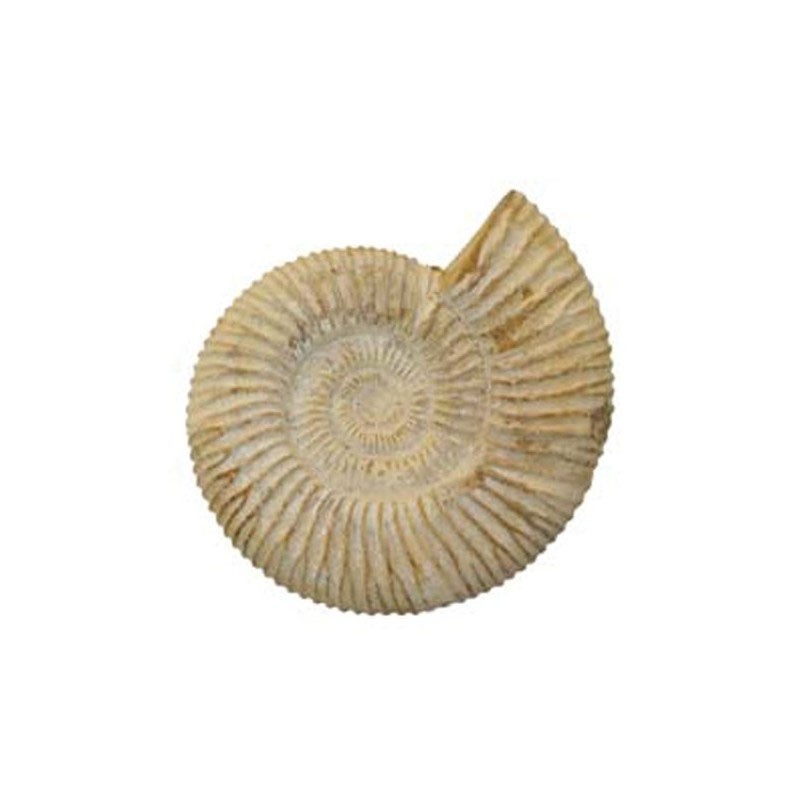 Ammonites brutes blanches - Madagascar - la pièce