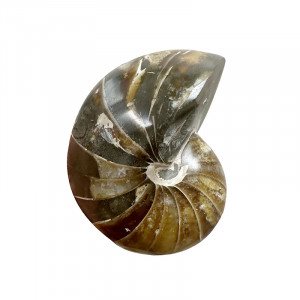 Nautile tout poli - Madagascar - Pièce unique - 202307_23