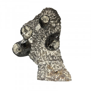 Statuette Goniatite - Pièce unique - 202510_79