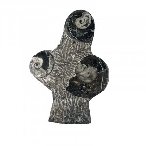 Statuette Goniatite - Pièce unique - 202510_82