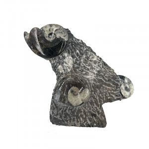 Statuette Goniatite - Pièce unique - 202510_83