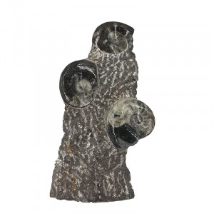 Statuette Goniatite - Pièce unique - 202510_85