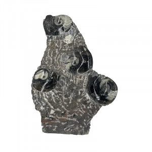 Statuette Goniatite - Pièce unique - 202510_87