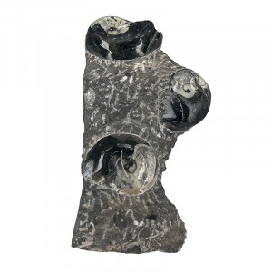 Statuette Goniatite - Pièce unique - 202510_91