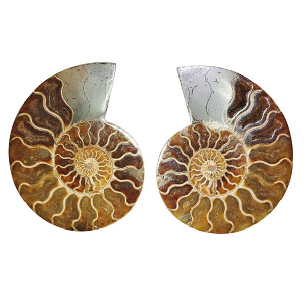 Ammonites sciées et polies médaillons Madagascar