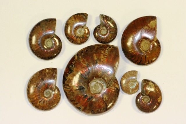 Ammonites opalescentes rouges sachet 1kg