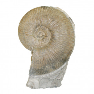 Ammonites typiques de l'étage TOARCIEN Hervault 2