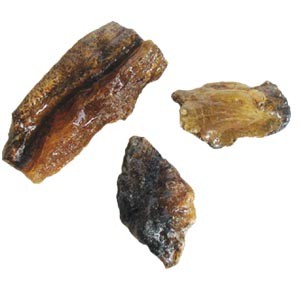 Copal ambre récent - A la pièce