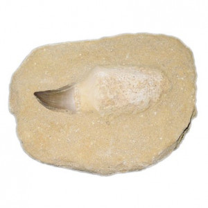 Dents de Mesosaurus sur gangue