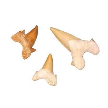 Dents de requin - Maroc - 6 pièces assorties
